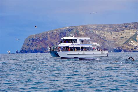 whale watching oxnard california